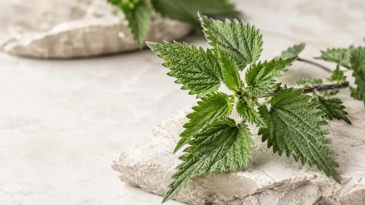 Ortie fraîche avec feuilles texturées sur pierre claire en lumière naturelle
